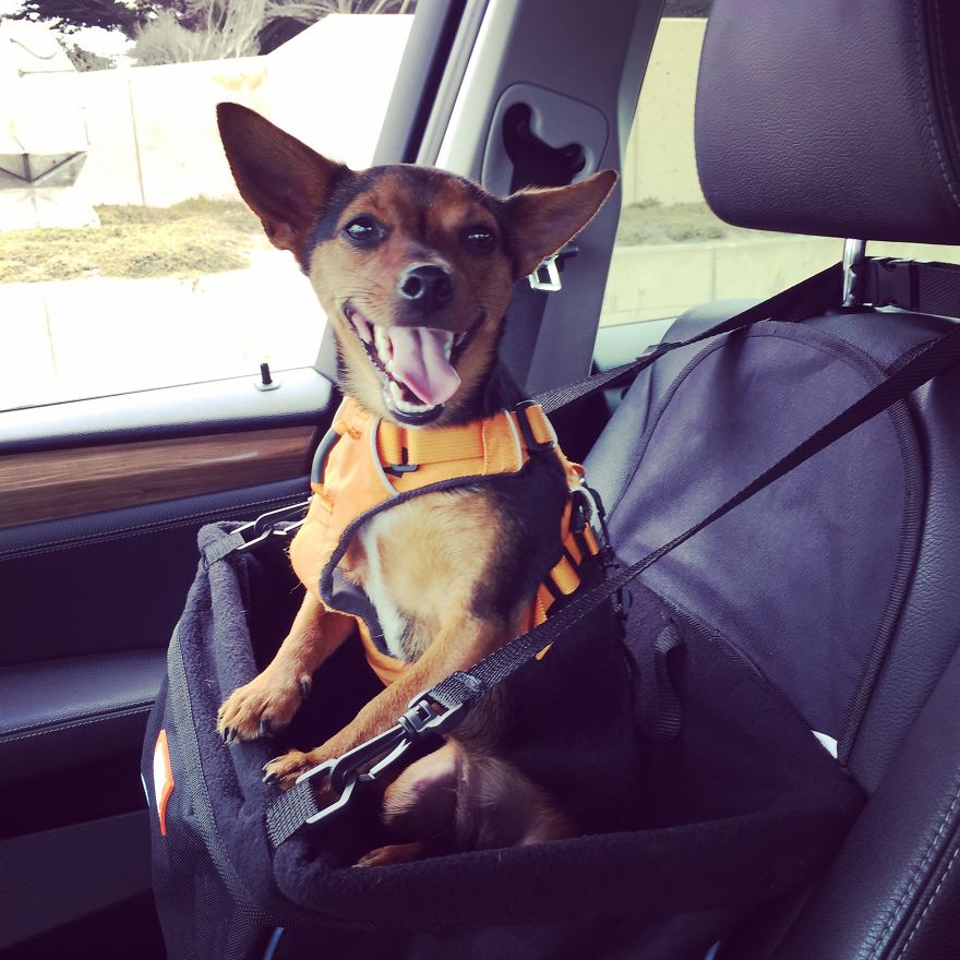 Dora Dog The Explorer