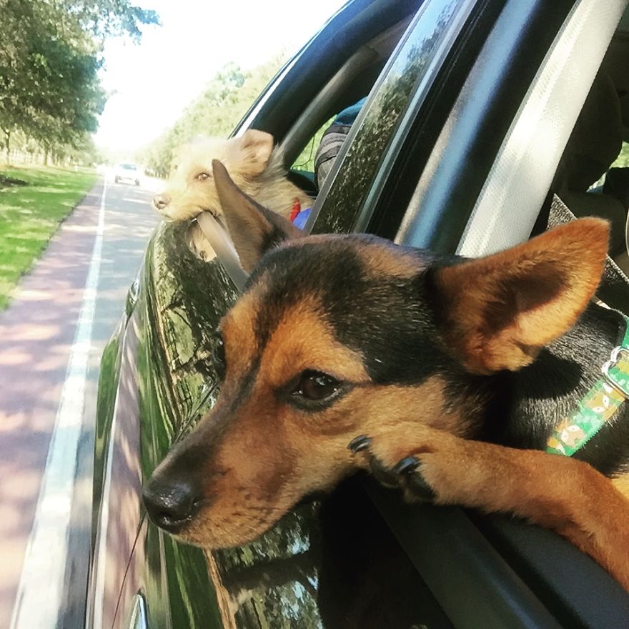 Dora Dog The Explorer