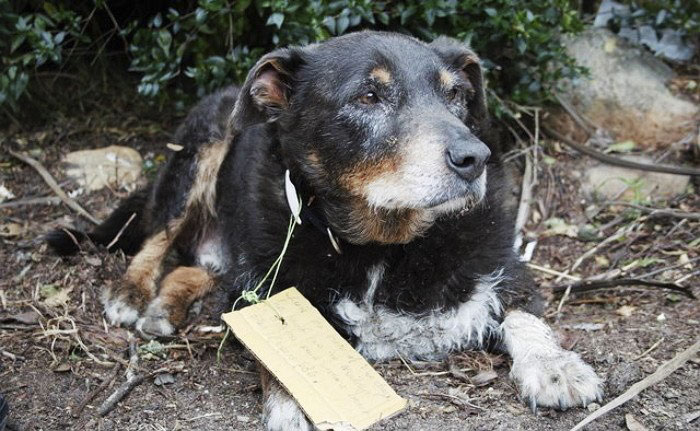 Family Thought They Lost Their Dog Until He Came Back With A Note That Will Melt Your Heart