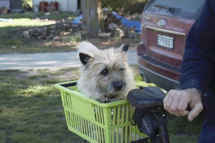 Family Thought They Lost Their Dog Until He Came Back With A Note That Will Melt Your Heart