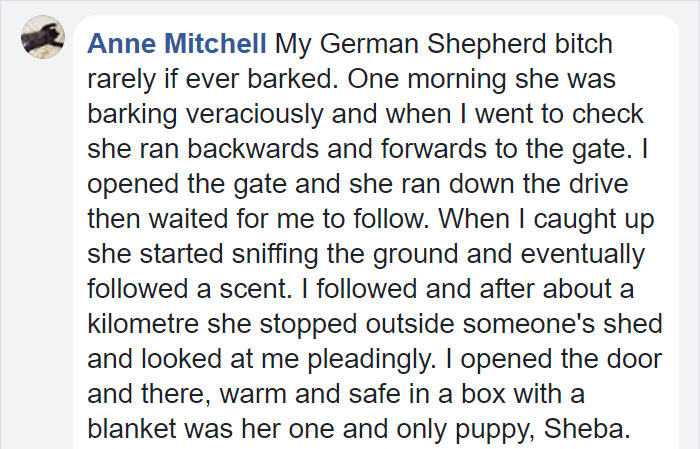 Family Thought They Lost Their Dog Until He Came Back With A Note That Will Melt Your Heart