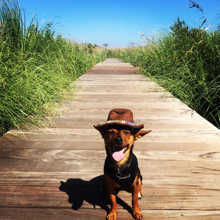 Dora Dog The Explorer Dora Dog The Explorer