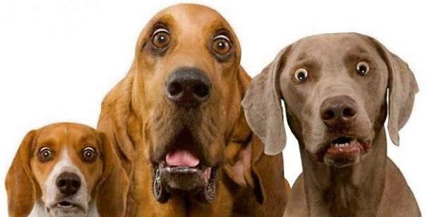 shocked_doggehs-5a4d11d62cad7.jpg
