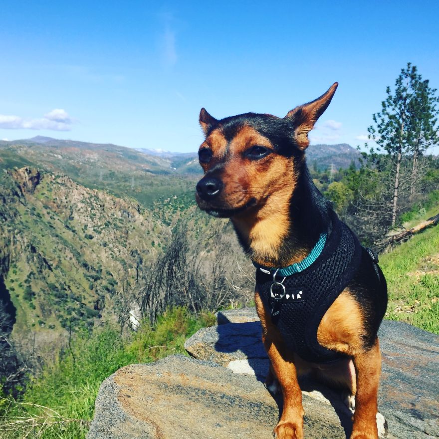 Dora Dog The Explorer Dora Dog The Explorer