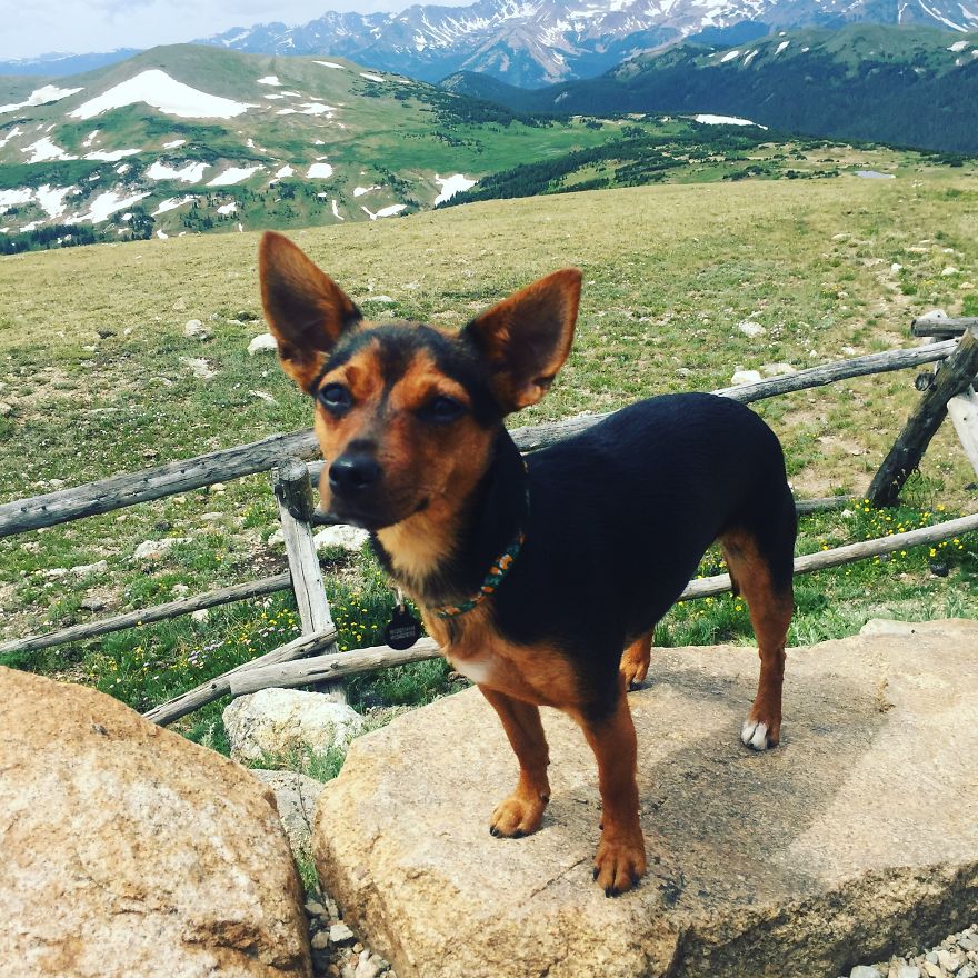 Dora Dog The Explorer