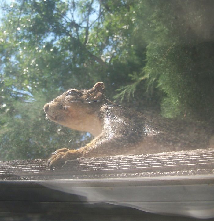 Peeping Squirrel