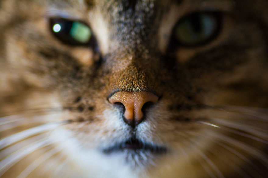 Cat-Noses-Macro-Photography