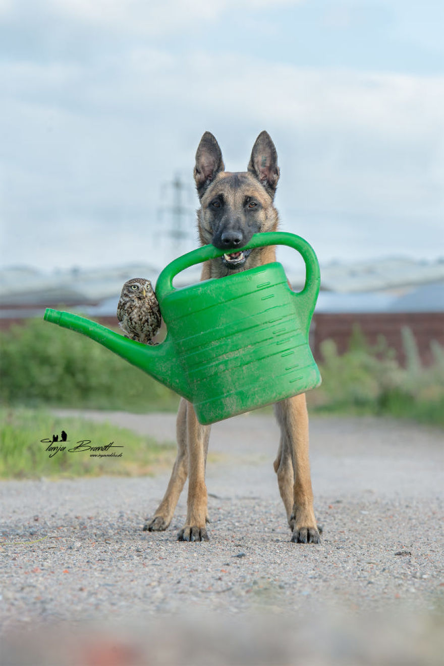 Dog-Ingo-Owl-Friends-Tanja-Brandt