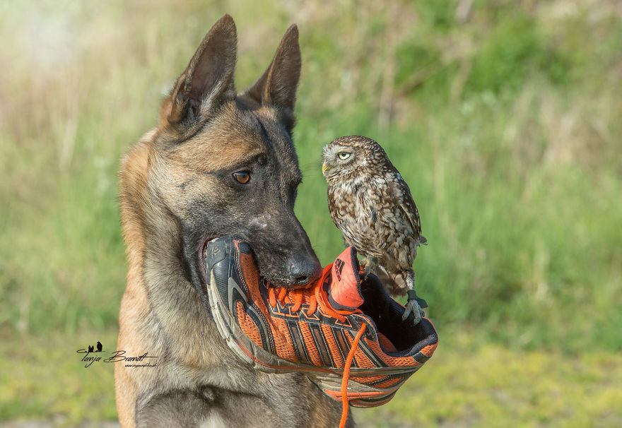Dog-Ingo-Owl-Friends-Tanja-Brandt