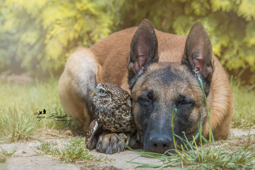 Dog-Ingo-Owl-Friends-Tanja-Brandt