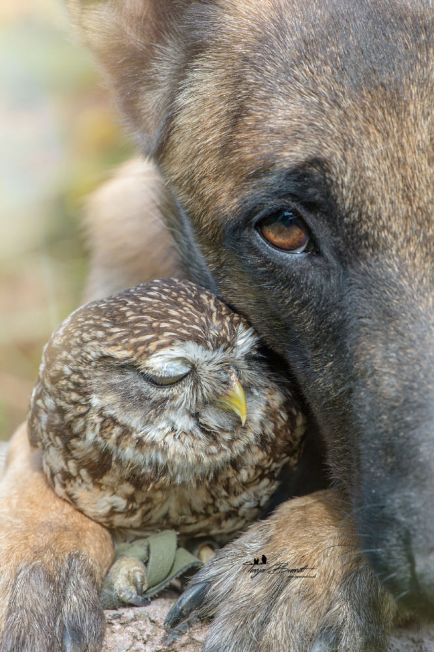 Dog-Ingo-Owl-Friends-Tanja-Brandt