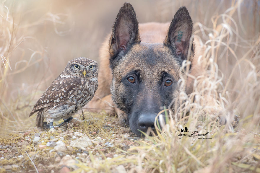 Dog-Ingo-Owl-Friends-Tanja-Brandt