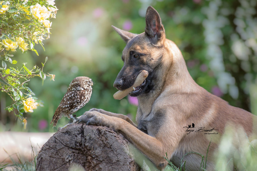 Dog-Ingo-Owl-Friends-Tanja-Brandt