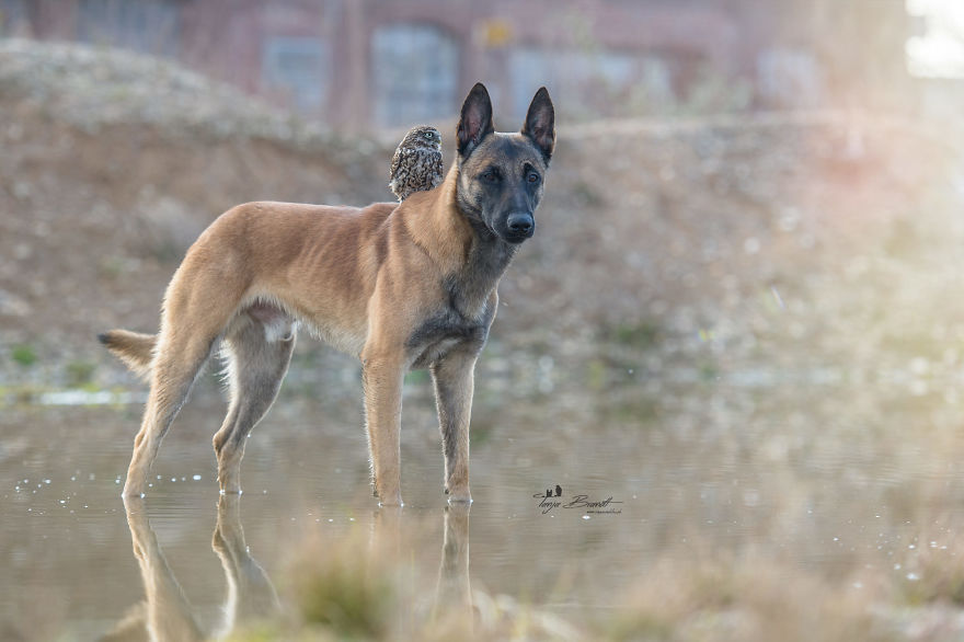 Dog-Ingo-Owl-Friends-Tanja-Brandt