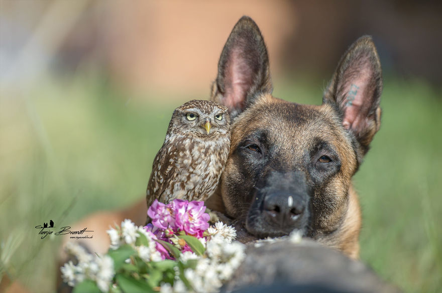 Dog-Ingo-Owl-Friends-Tanja-Brandt
