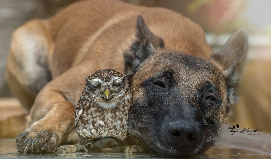 Dog-Ingo-Owl-Friends-Tanja-Brandt