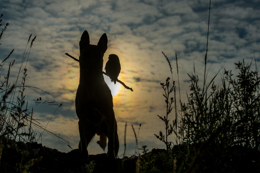 Dog-Ingo-Owl-Friends-Tanja-Brandt