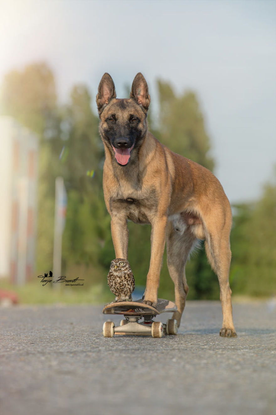 Dog-Ingo-Owl-Friends-Tanja-Brandt