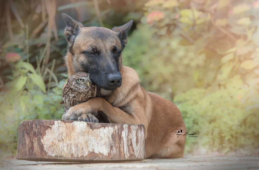 Dog-Ingo-Owl-Friends-Tanja-Brandt