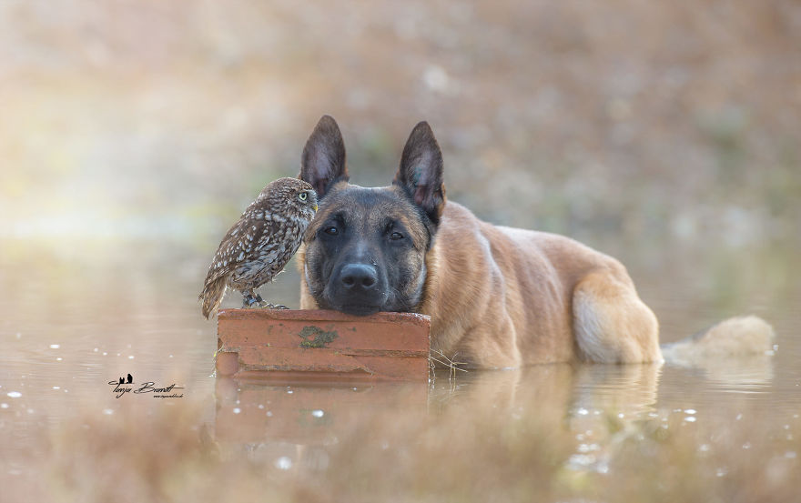Dog-Ingo-Owl-Friends-Tanja-Brandt