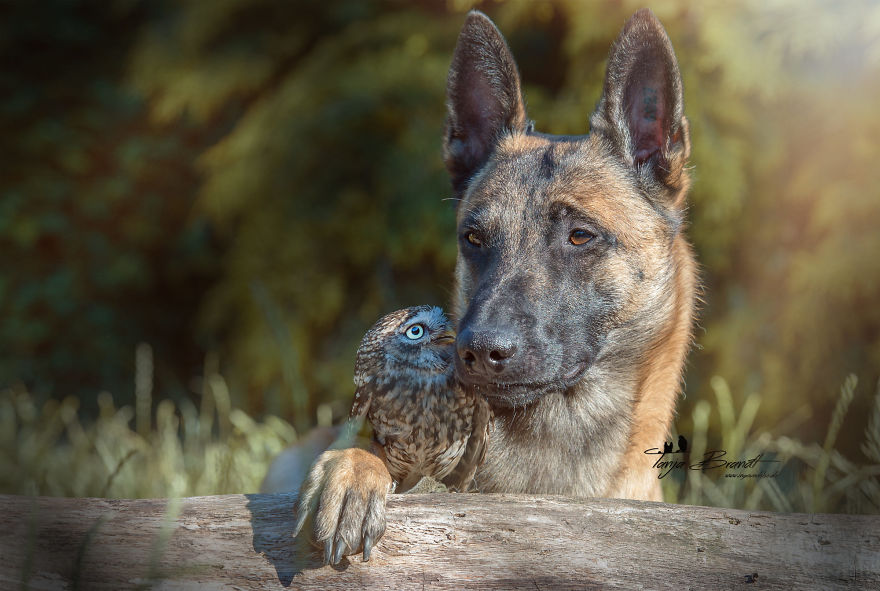 Dog-Ingo-Owl-Friends-Tanja-Brandt