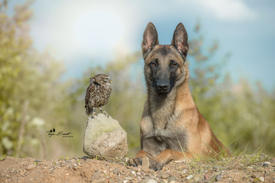 Dog-Ingo-Owl-Friends-Tanja-Brandt