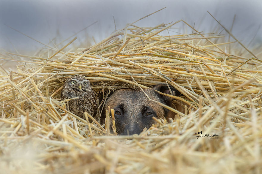 Dog-Ingo-Owl-Friends-Tanja-Brandt