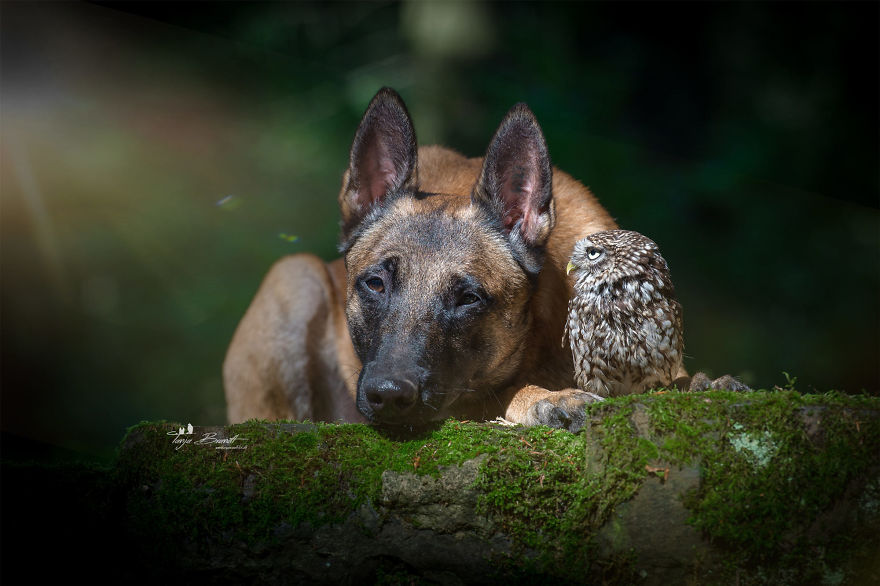 Dog-Ingo-Owl-Friends-Tanja-Brandt