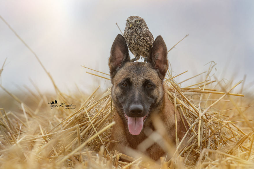Dog-Ingo-Owl-Friends-Tanja-Brandt