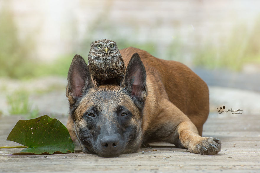 Dog-Ingo-Owl-Friends-Tanja-Brandt