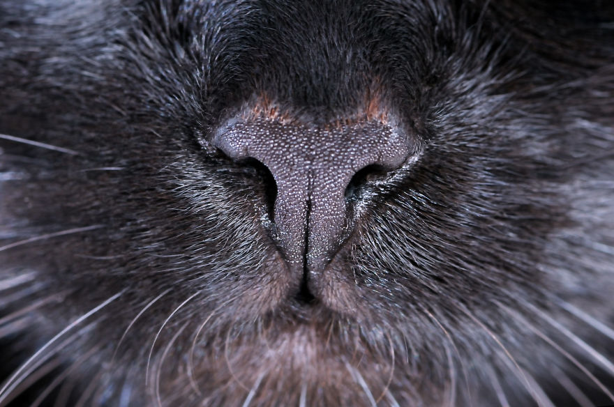 Cat-Noses-Macro-Photography
