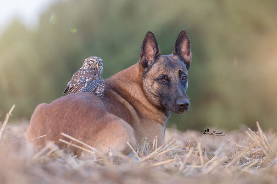 Dog-Ingo-Owl-Friends-Tanja-Brandt