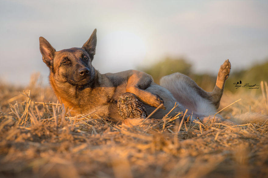 Dog-Ingo-Owl-Friends-Tanja-Brandt
