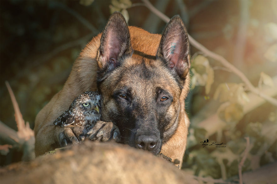 Dog-Ingo-Owl-Friends-Tanja-Brandt