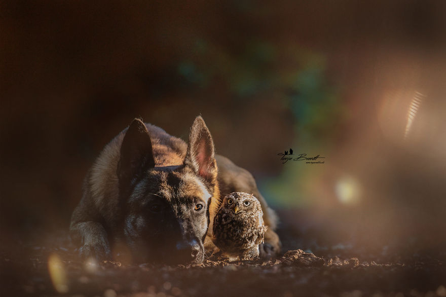 Dog-Ingo-Owl-Friends-Tanja-Brandt