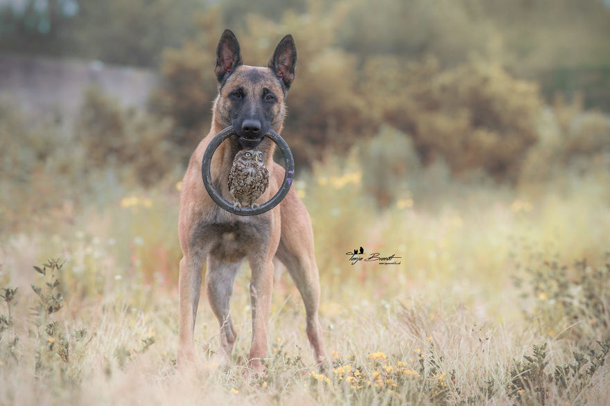 Dog-Ingo-Owl-Friends-Tanja-Brandt