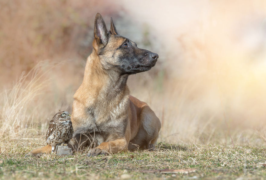 Dog-Ingo-Owl-Friends-Tanja-Brandt