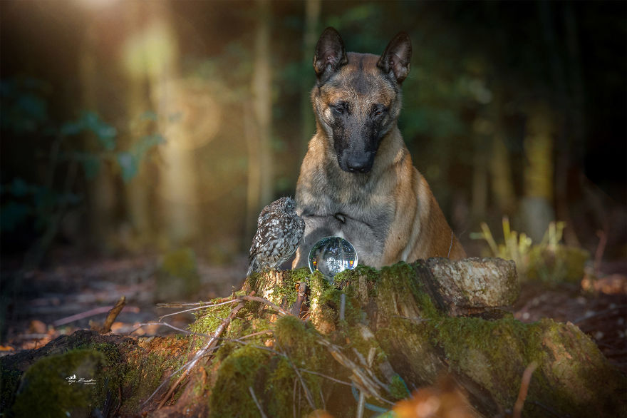 Dog-Ingo-Owl-Friends-Tanja-Brandt
