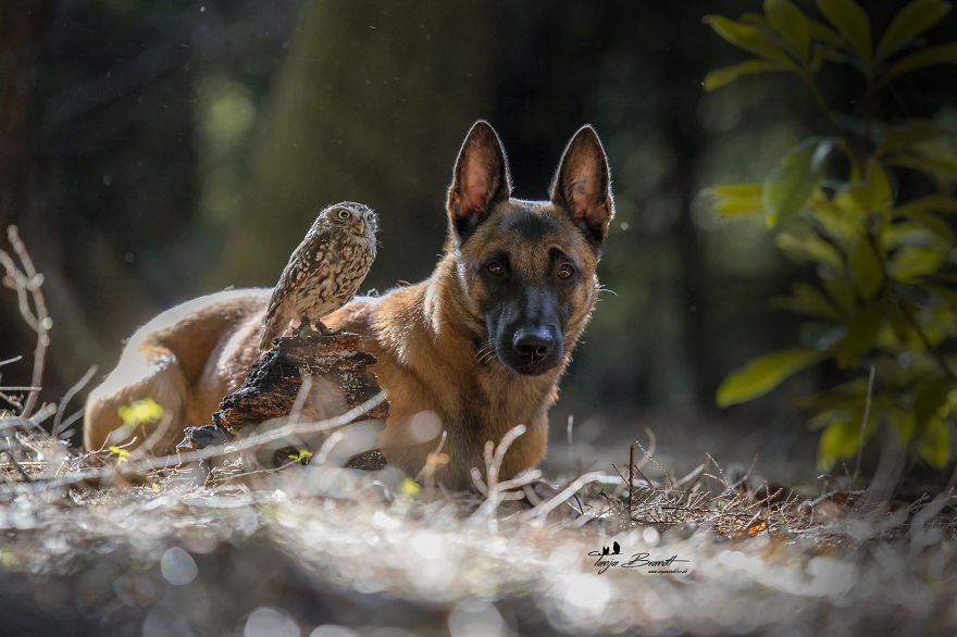 Dog-Ingo-Owl-Friends-Tanja-Brandt
