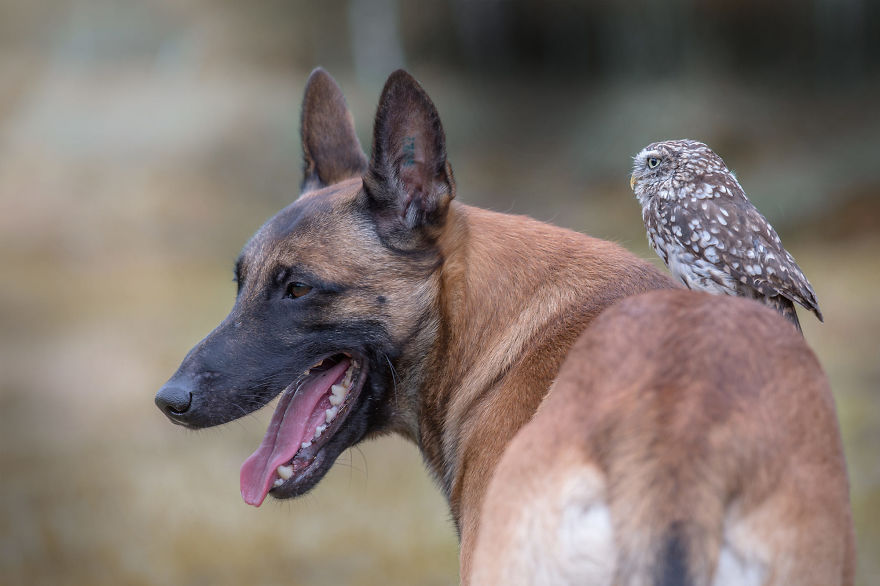 Dog-Ingo-Owl-Friends-Tanja-Brandt