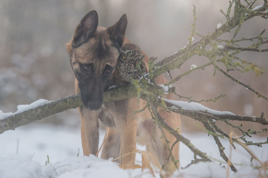 Dog-Ingo-Owl-Friends-Tanja-Brandt