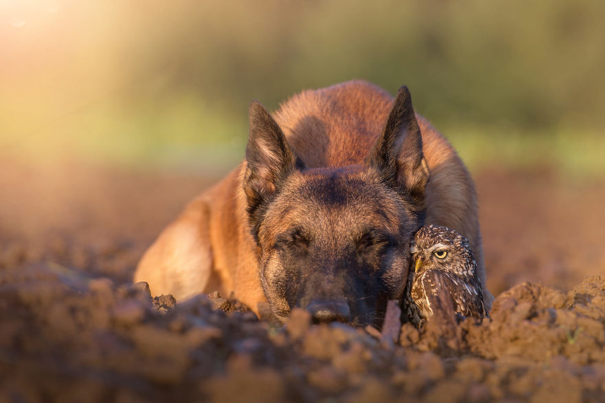 Dog-Ingo-Owl-Friends-Tanja-Brandt