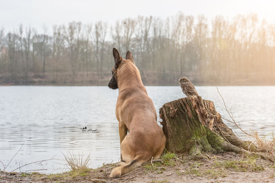 Dog-Ingo-Owl-Friends-Tanja-Brandt