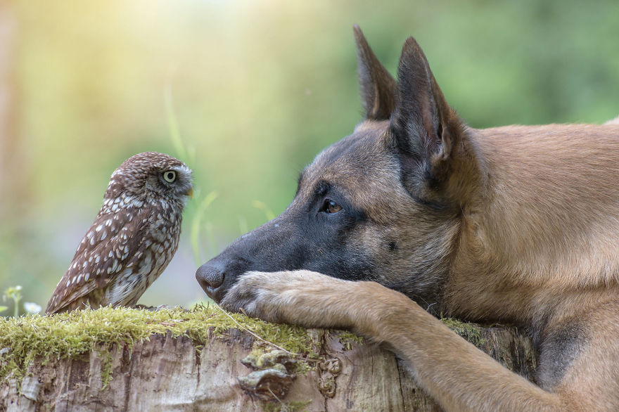 Dog-Ingo-Owl-Friends-Tanja-Brandt