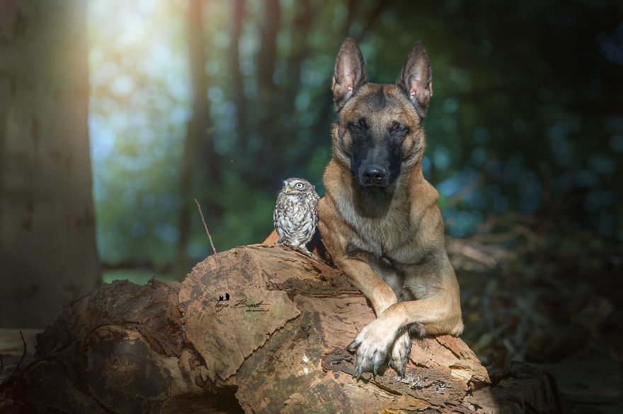 Dog-Ingo-Owl-Friends-Tanja-Brandt