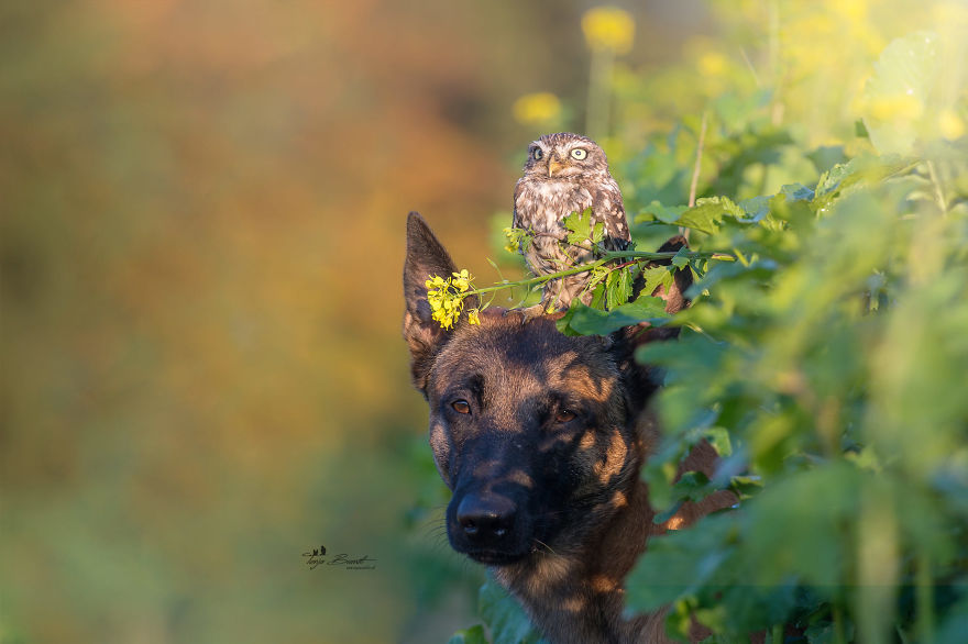 Dog-Ingo-Owl-Friends-Tanja-Brandt
