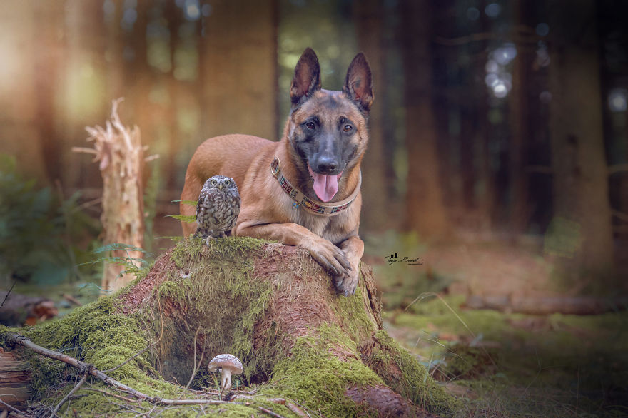 Dog-Ingo-Owl-Friends-Tanja-Brandt