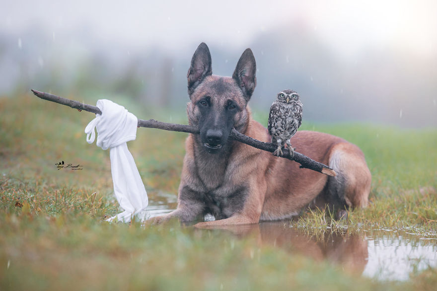 Dog-Ingo-Owl-Friends-Tanja-Brandt