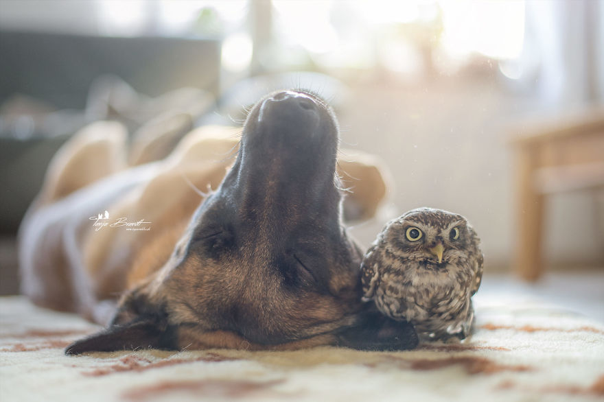Dog-Ingo-Owl-Friends-Tanja-Brandt