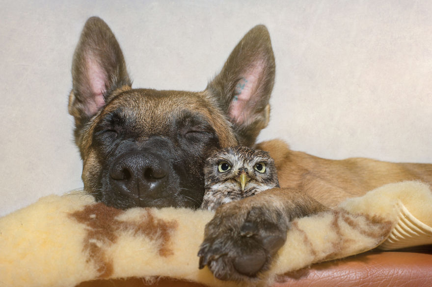 Dog-Ingo-Owl-Friends-Tanja-Brandt